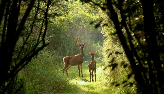 Two deer in sunlight